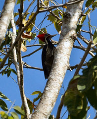 Lineated Woodpecker